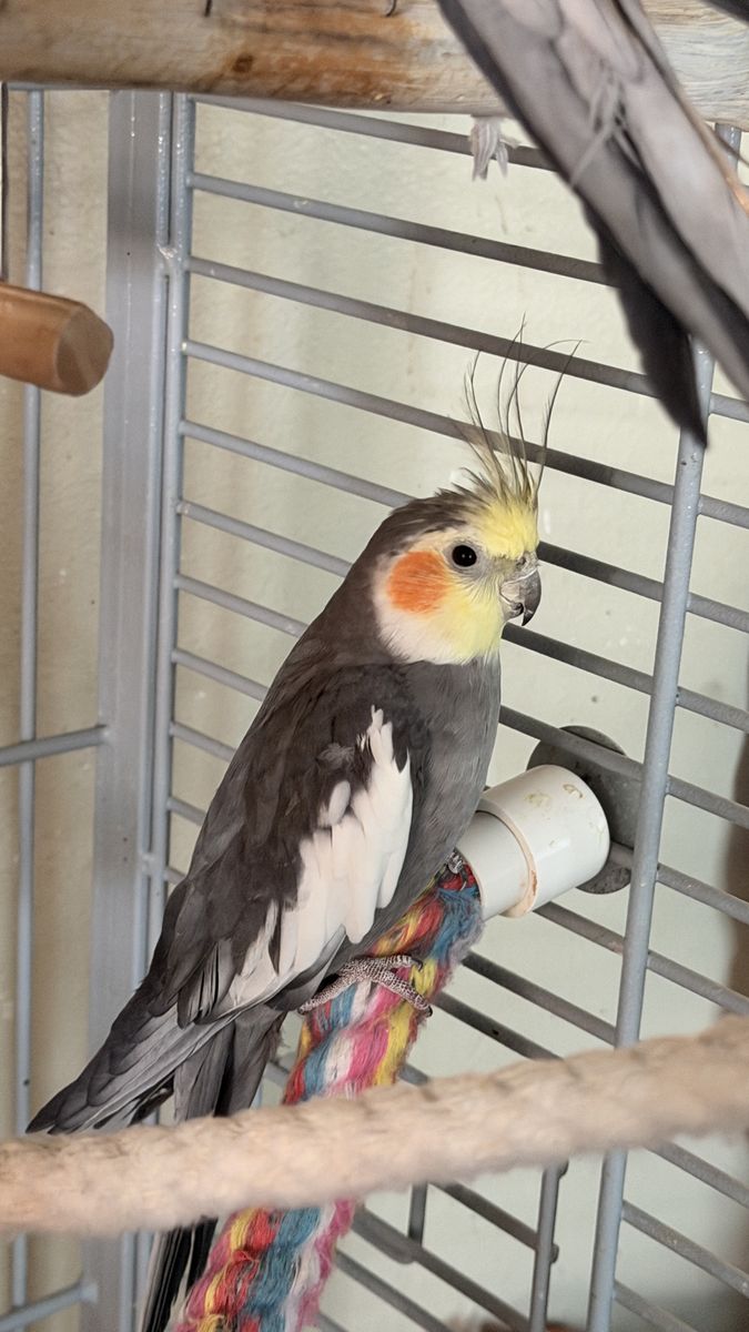 Young Cockatiels Looking for Their Forever Homes