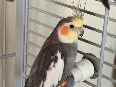 Young Cockatiels Looking for Their Forever Homes