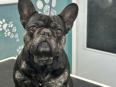 Frenchie Up For Adoption