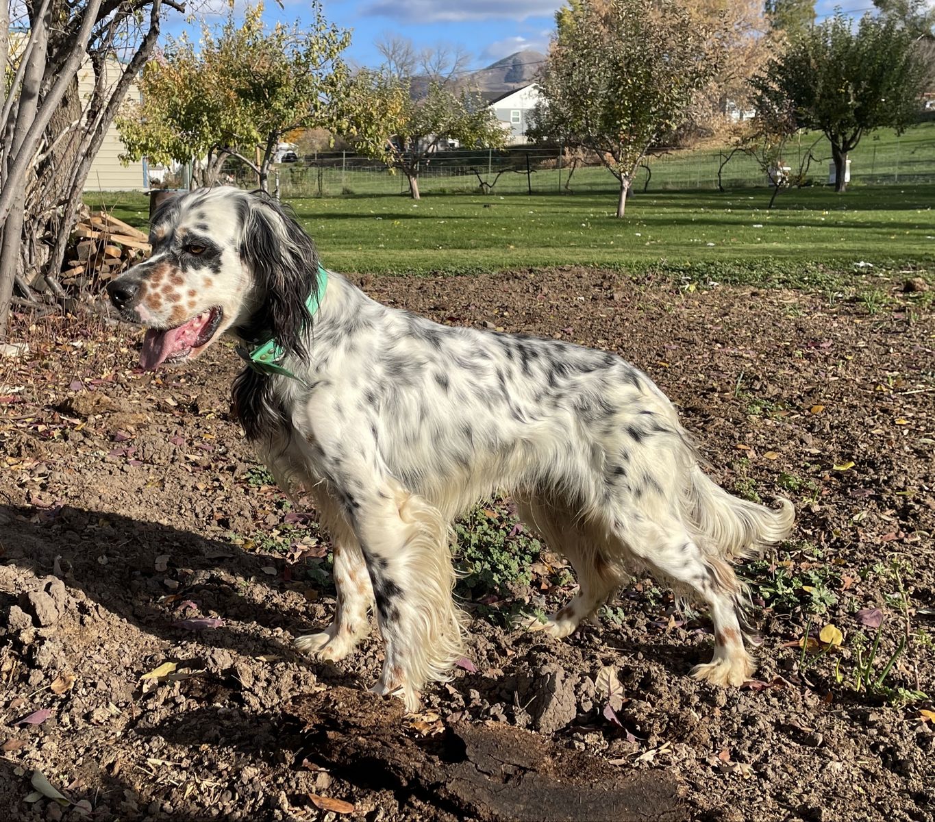Llewellin setter puppies