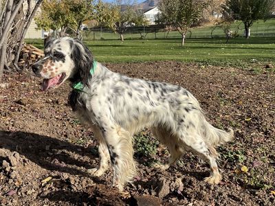 Llewellin setter puppies