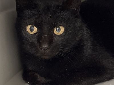 Hello my name is Arlington