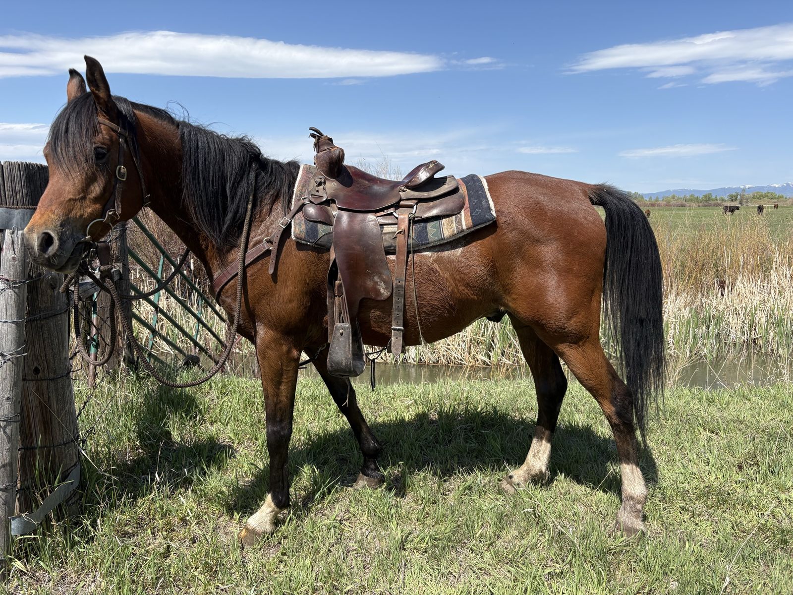 12-13 Year Old Arabian gelding