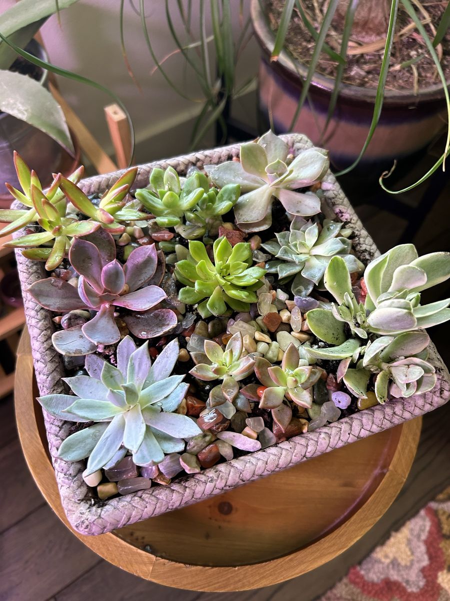 Succulent arrangement in ceramic pot