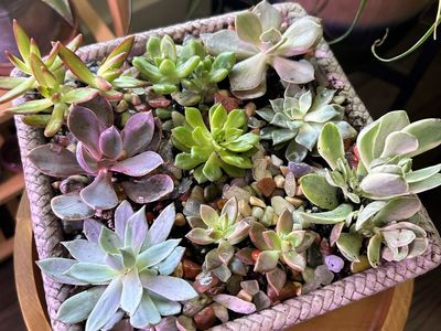 Succulent arrangement in ceramic pot