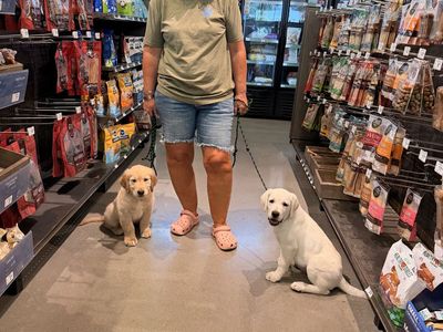 AKC Golden Retriever