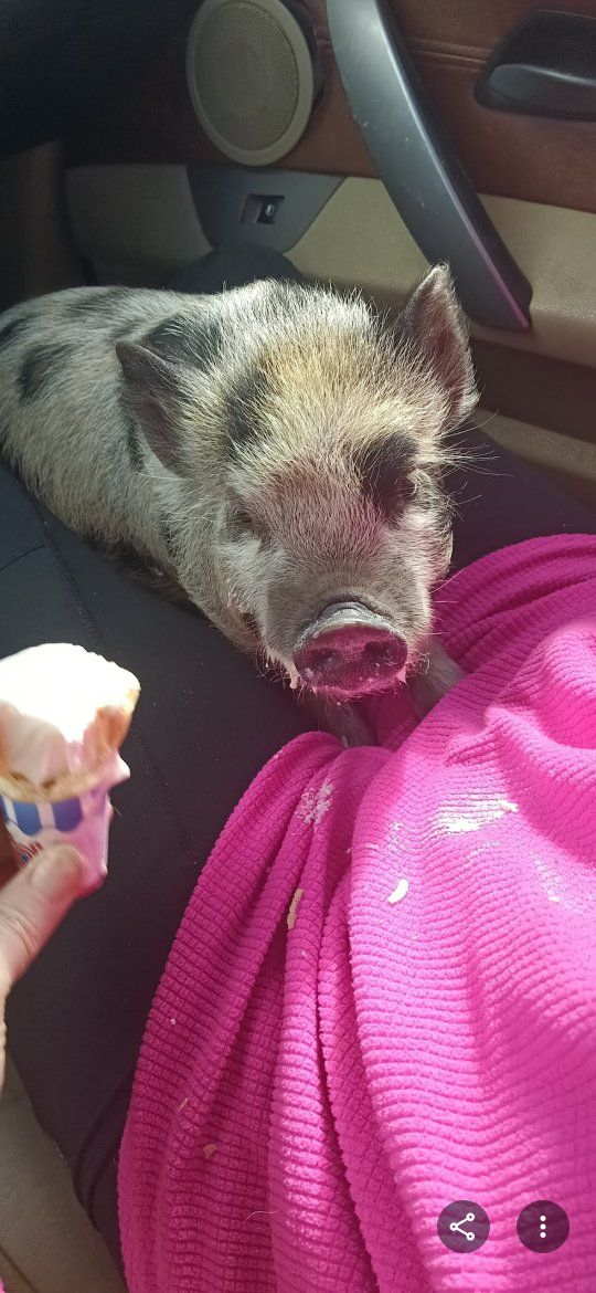 18 and 20 month KuneKune mini piggies to rehome.
