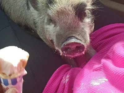 18 and 20 month KuneKune mini piggies to rehome.