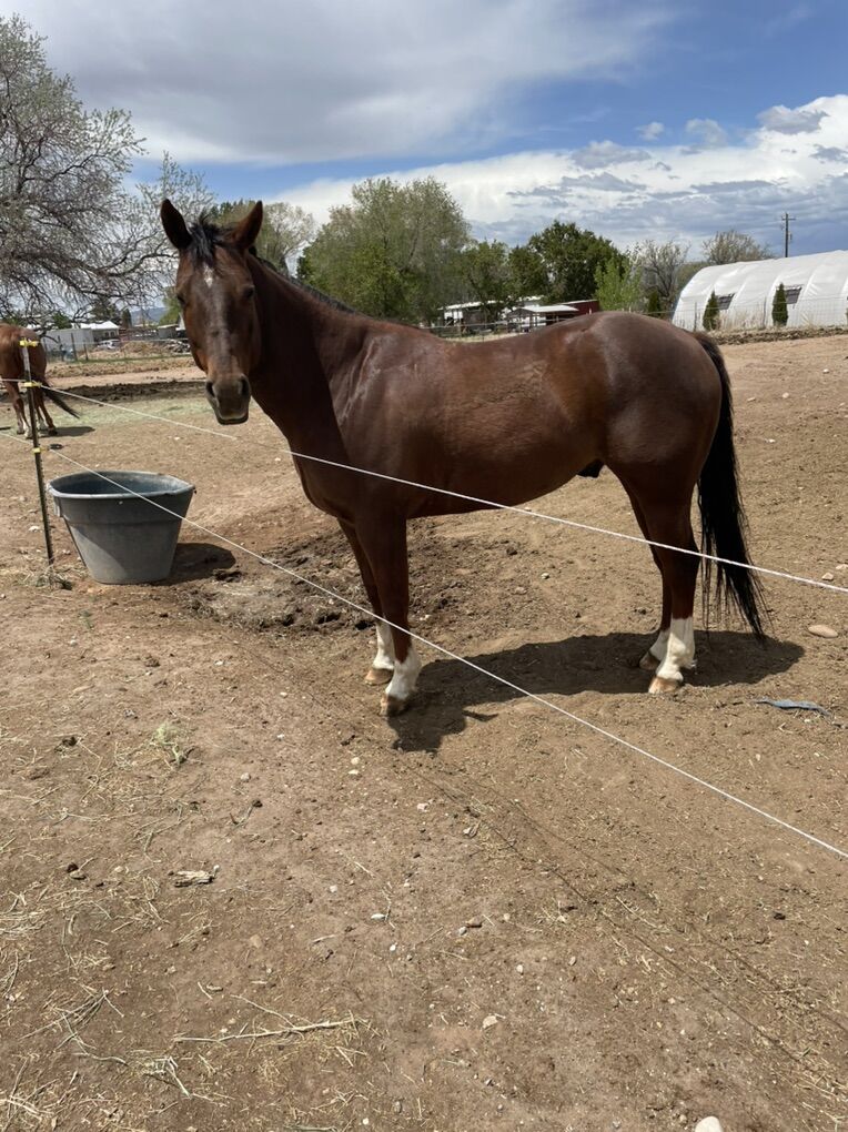 All Around Kid Safe Horse/ 1d Barrel Horse
