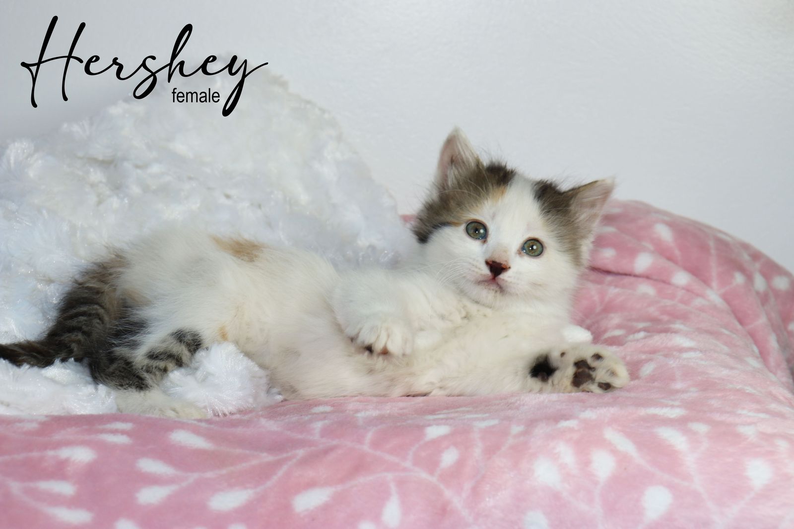 Adorable Long and Short Haired Kittens - Calico, Caliby, Bicolors & More!