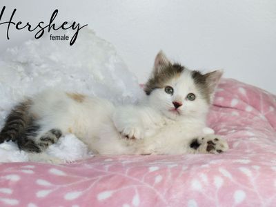 Adorable Long and Short Haired Kittens - Calico, Caliby, Bicolors & More!