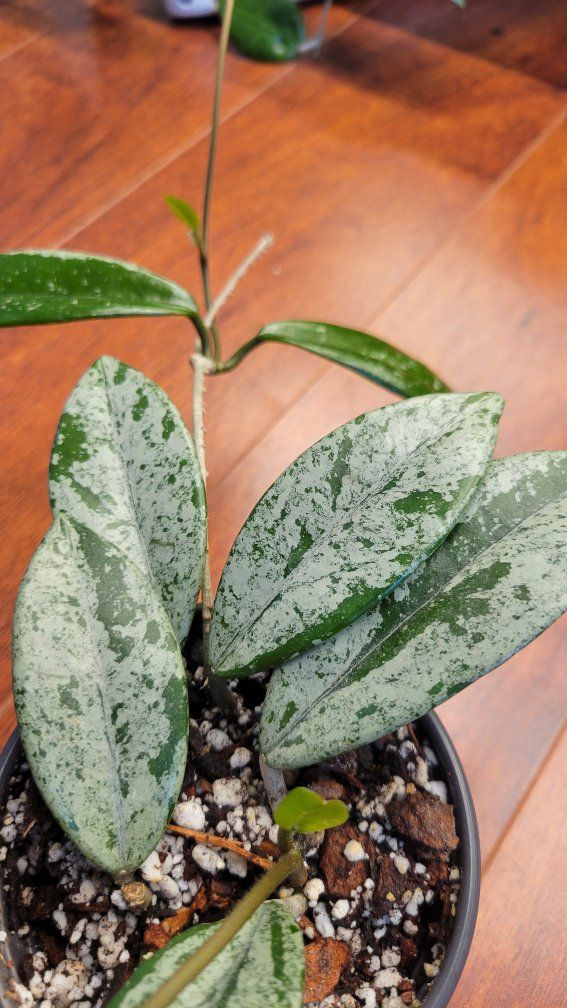 Hoya Wilbur Graves China Live Houseplant