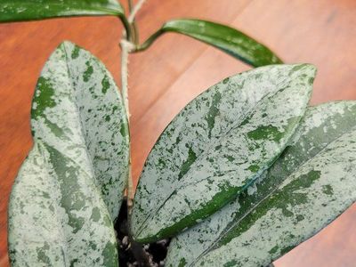 Hoya Wilbur Graves China Live Houseplant