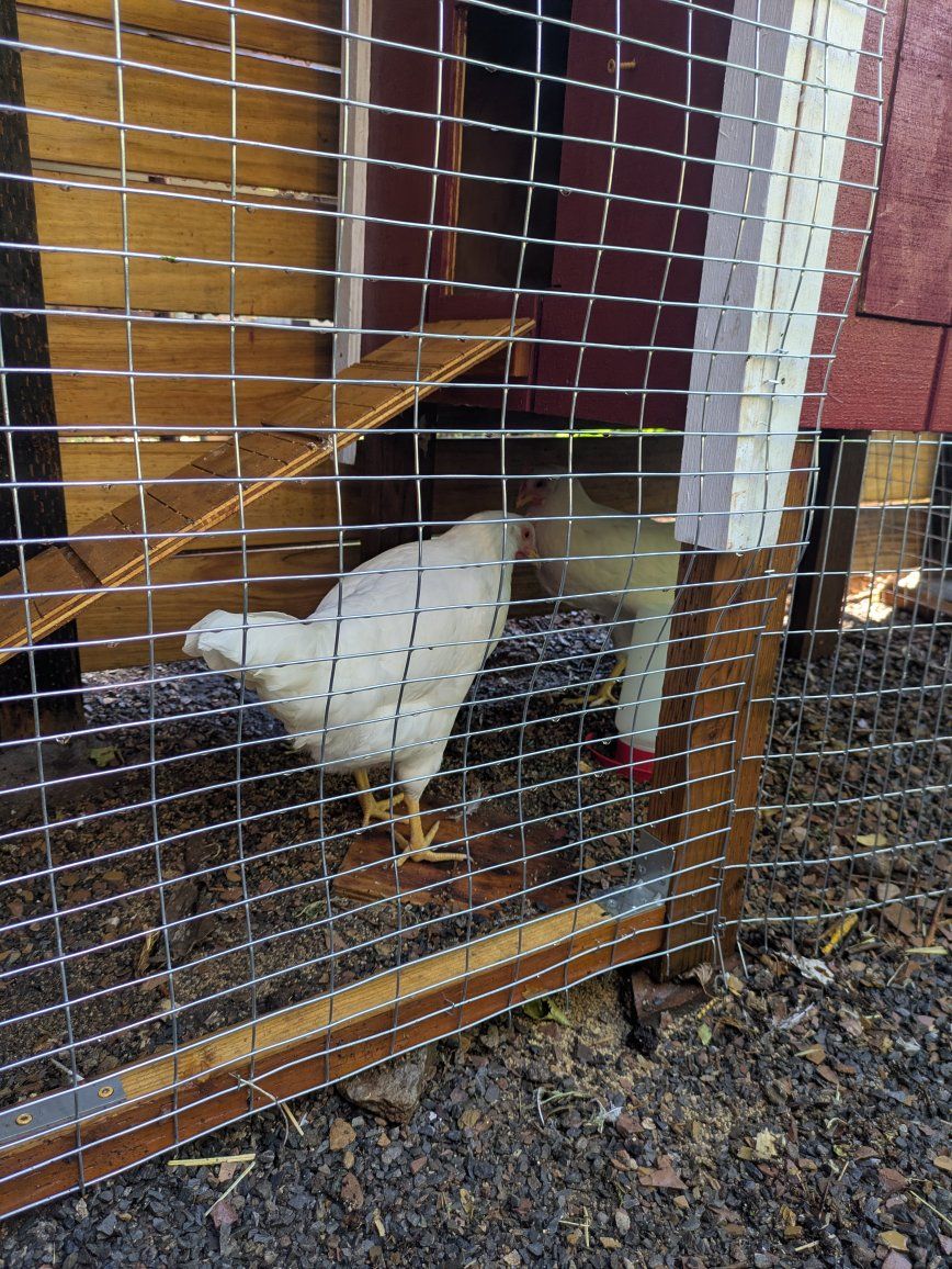 Free Leghorn Hens