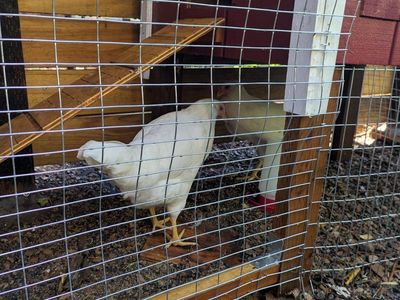 Free Leghorn Hens
