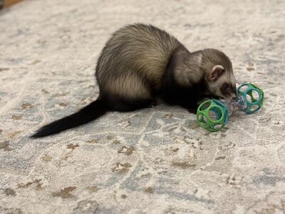 Bonded Ferrets and All Their Stuff - Need Home!