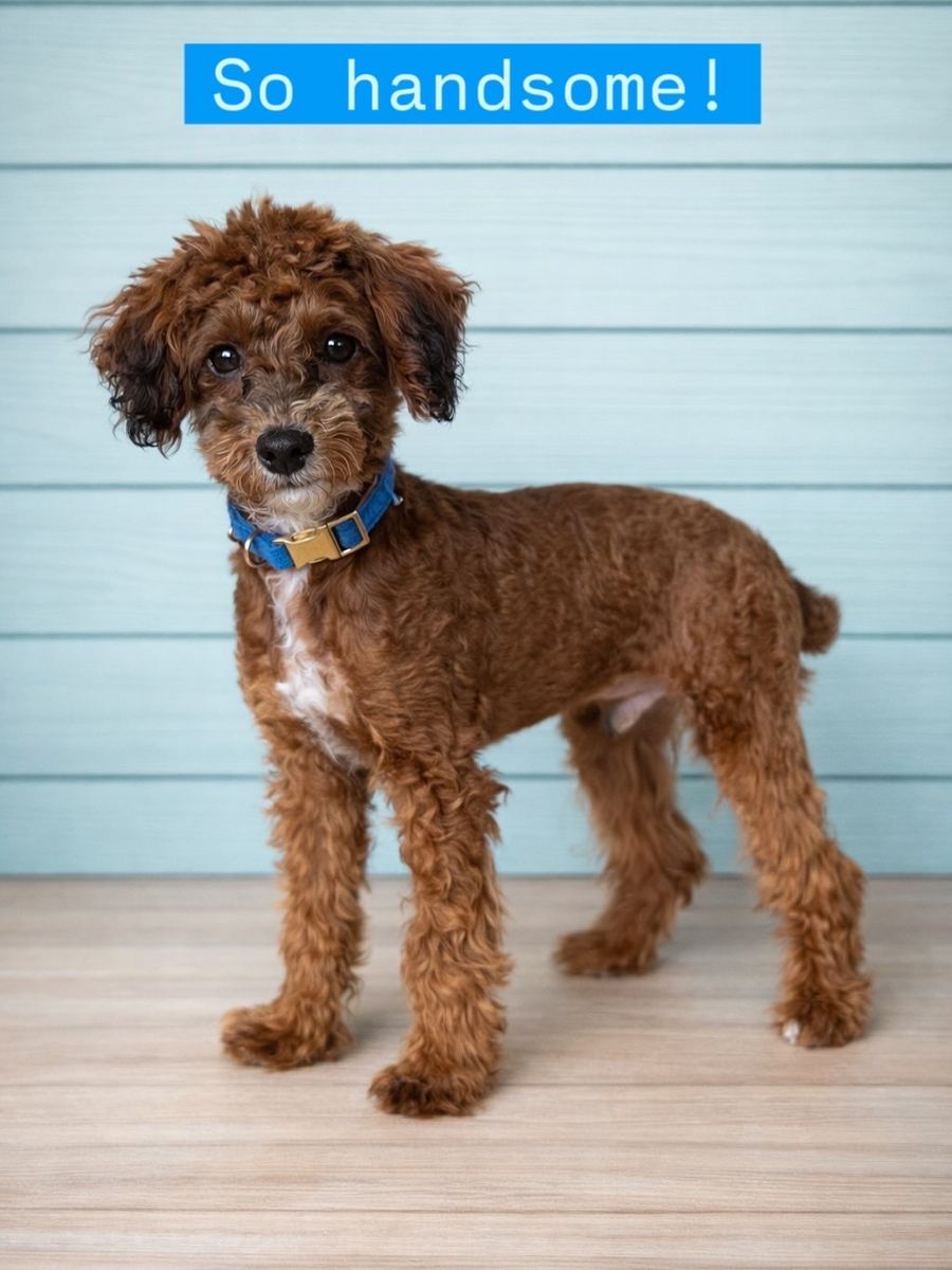 Toy male poodle