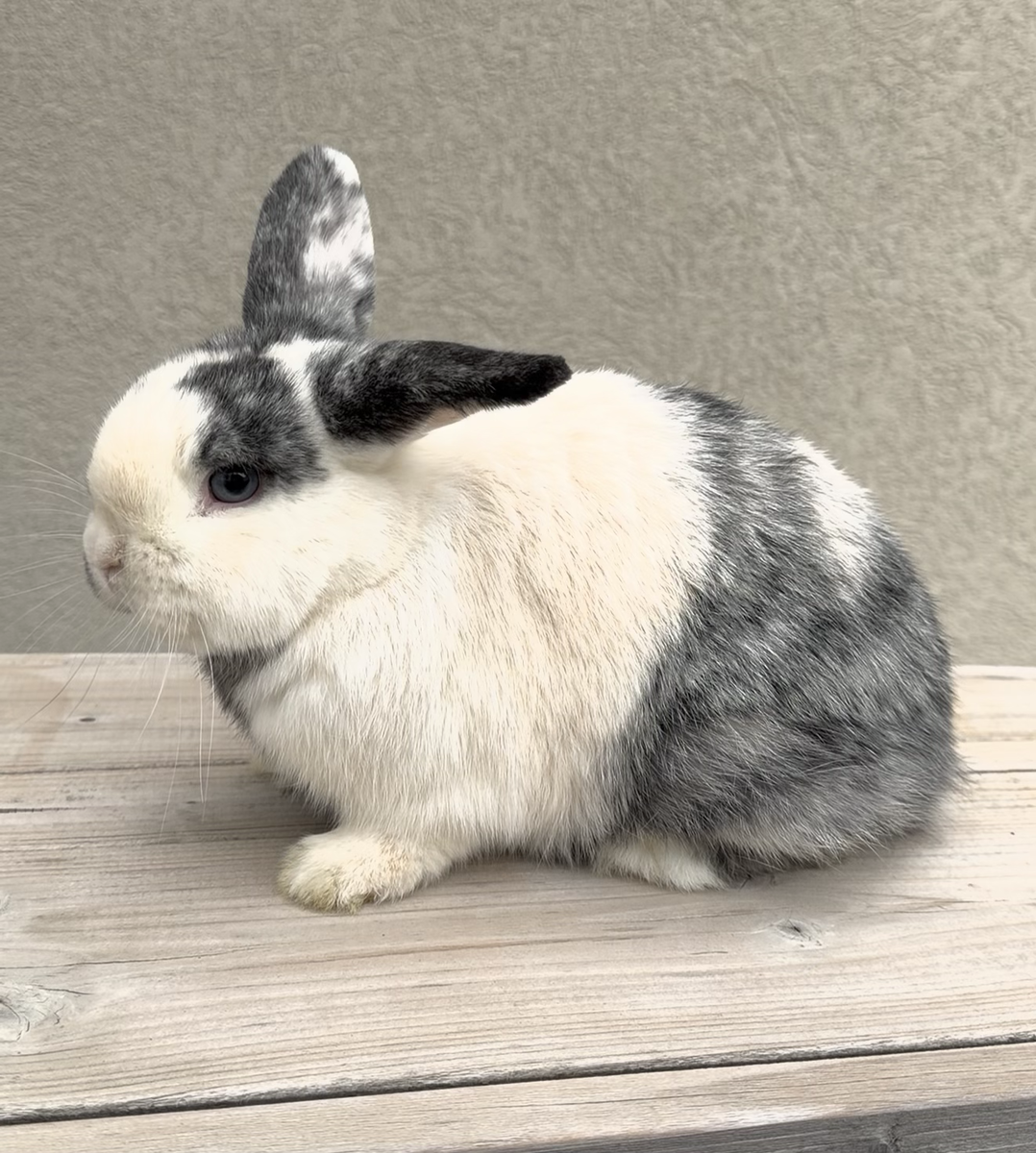Female Holland Lop Doe
