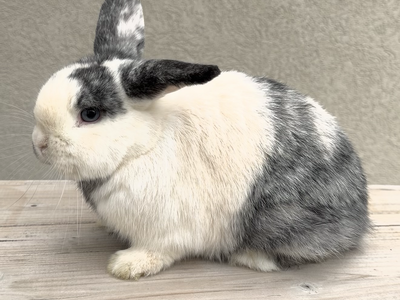 Female Holland Lop Doe