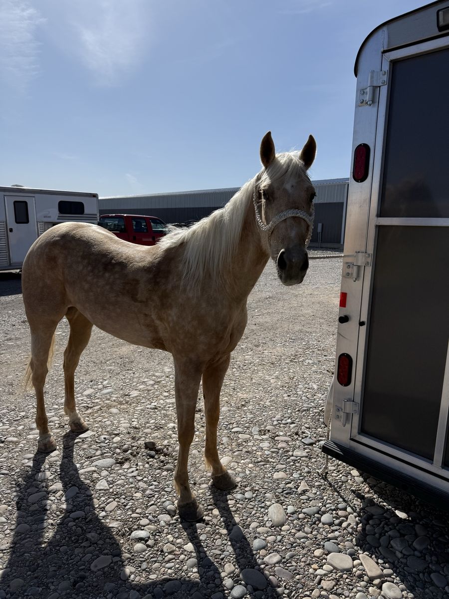Gorgeous 4-year-old-palomino-Broke and Ready to go