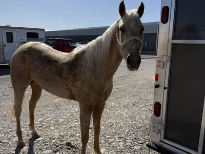 Gorgeous 4-year-old-palomino-Broke and Ready to go