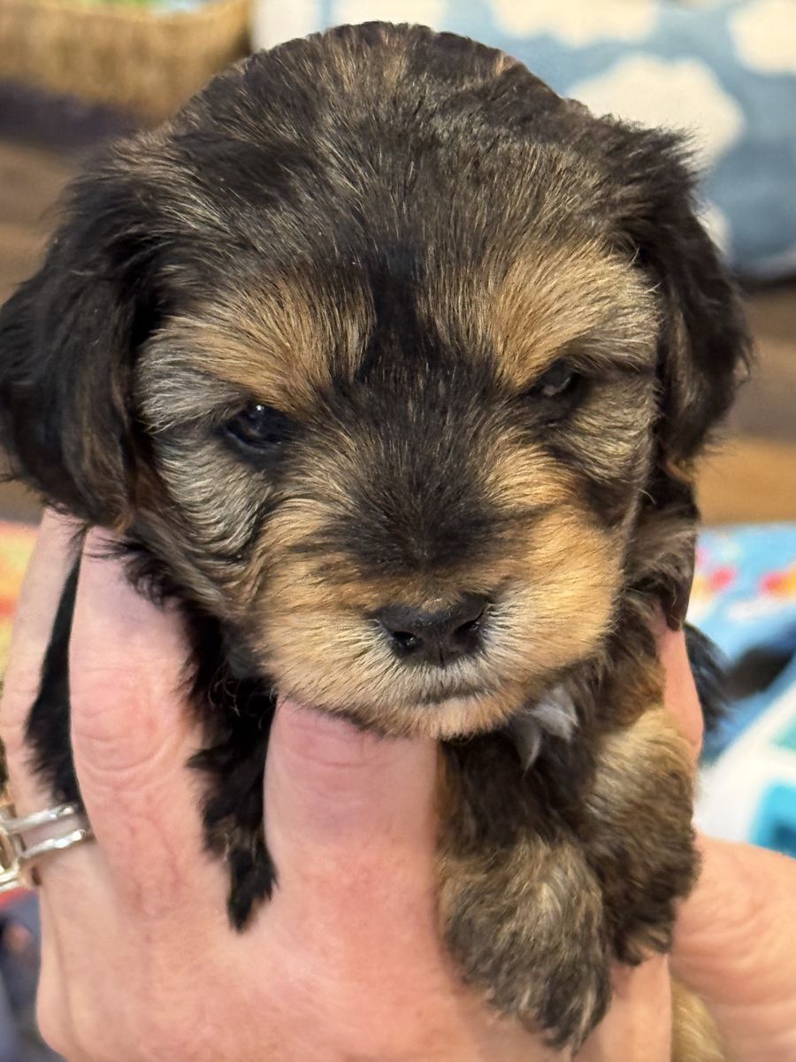 Adorable Yorkie Poo Puppies