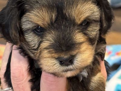 Adorable Yorkie Poo Puppies