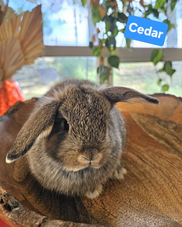 Holland Lop Buck *Half Pedigree*