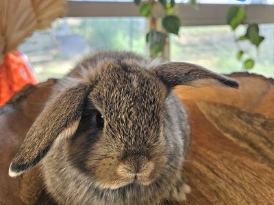 Holland Lop Buck *Half Pedigree*