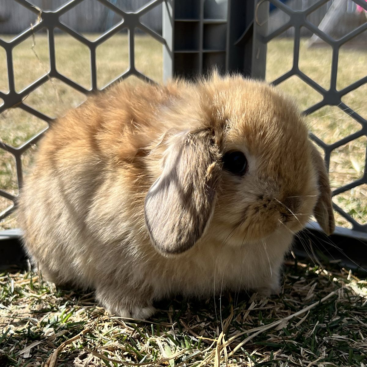 Purebred Holland Lop Buck