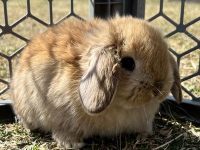 Purebred Holland Lop Buck