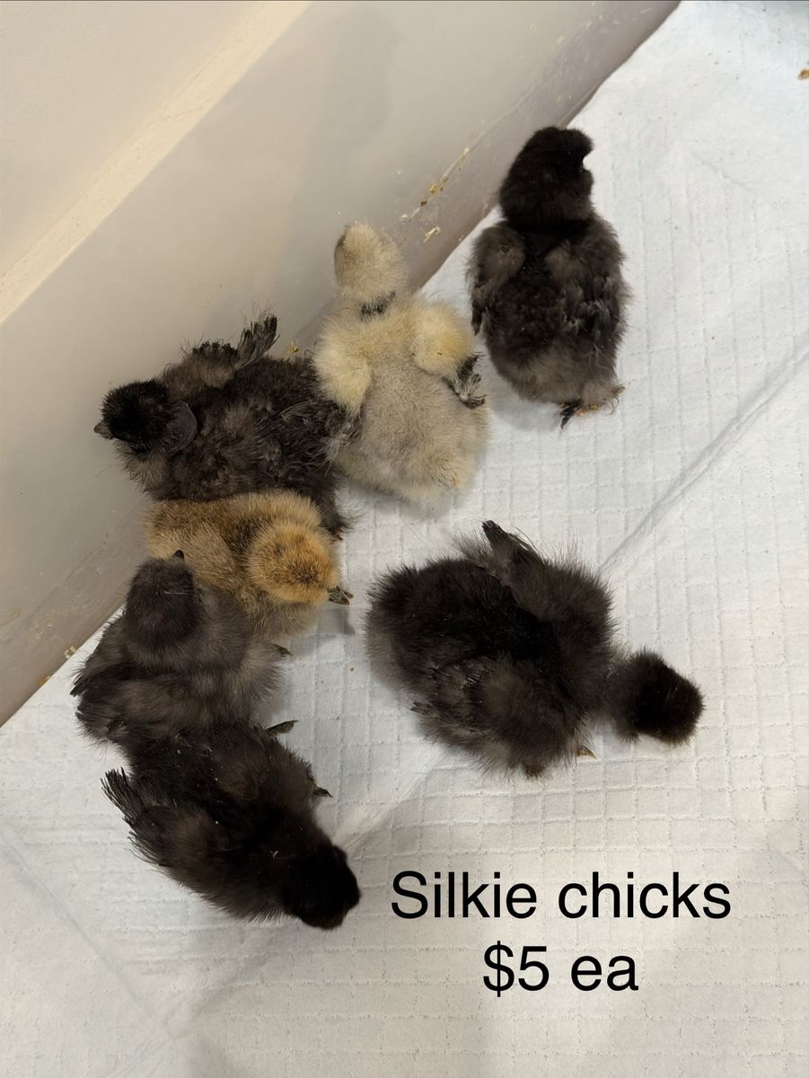 Silkie Chicks