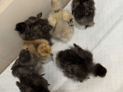 Silkie Chicks
