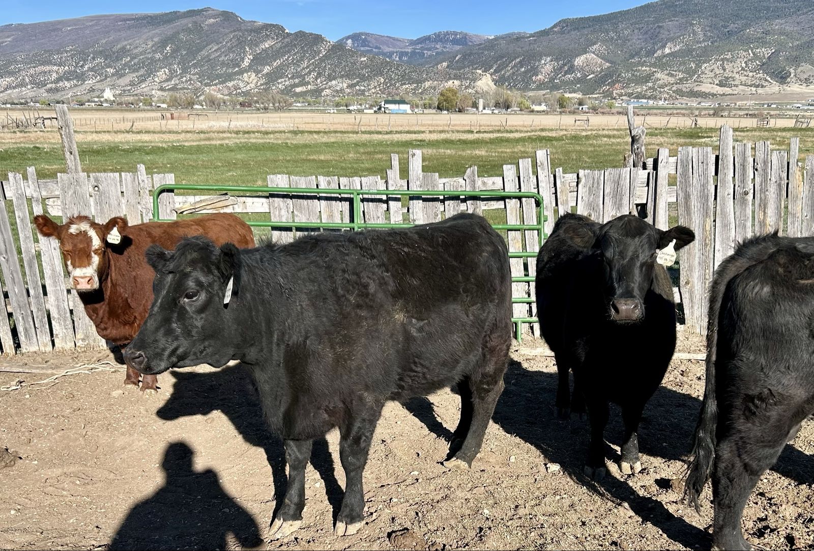 Nice Younger Bred Cows