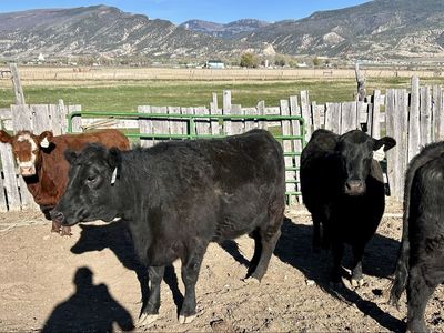 Nice Younger Bred Cows