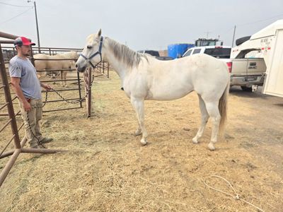 Aqha Bred Mare