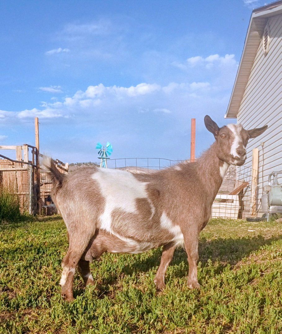 Moonspotted ADGA Nigerian Dwarf Doe In Milk