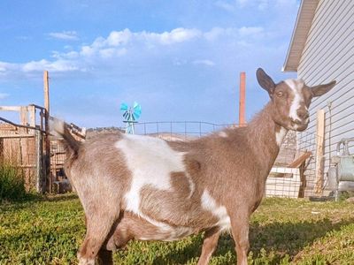 Moonspotted ADGA Nigerian Dwarf Doe In Milk