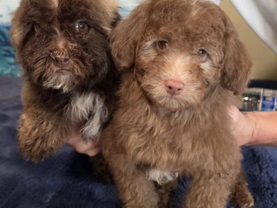 GORGEOUS MINI MALTIPOO PUPPIES