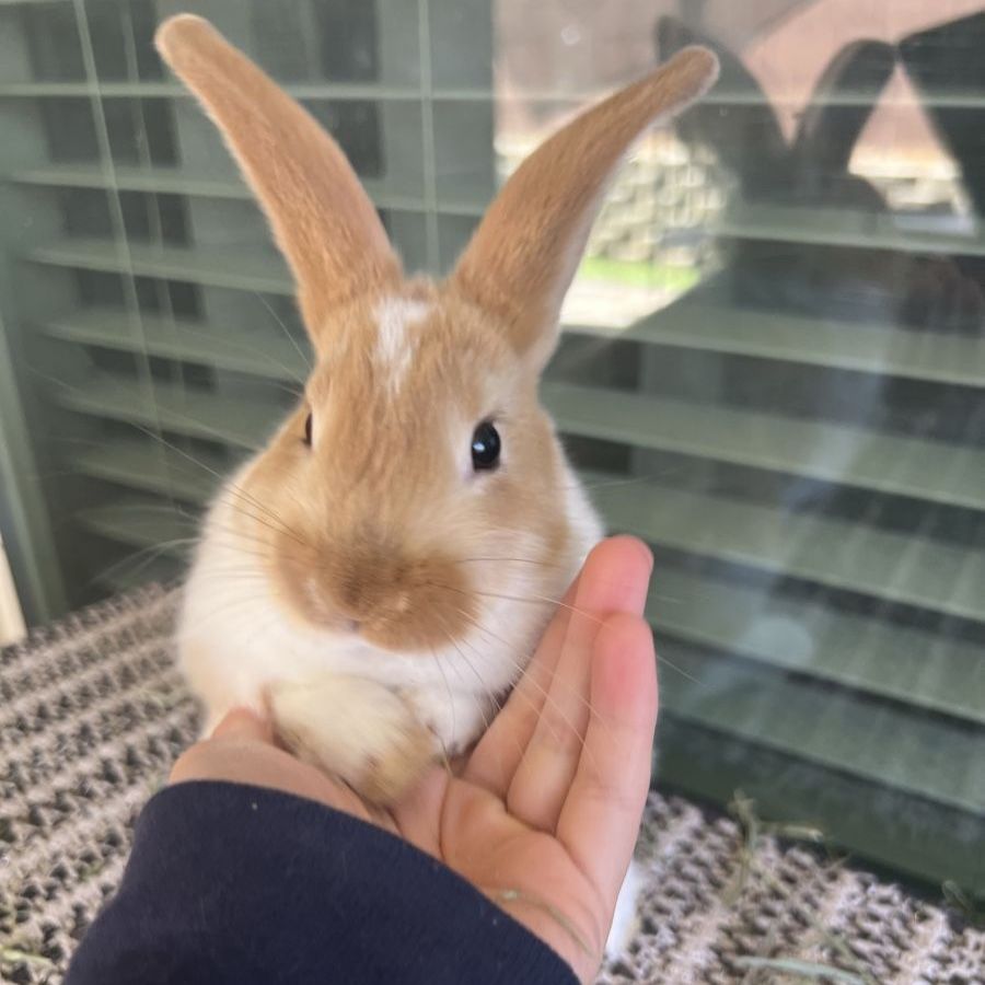 Adorable Rex/Lop Baby Bunnies!