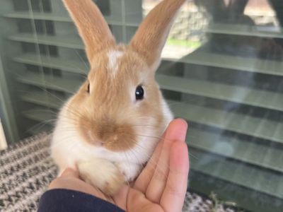 Adorable Rex/Lop Baby Bunnies!