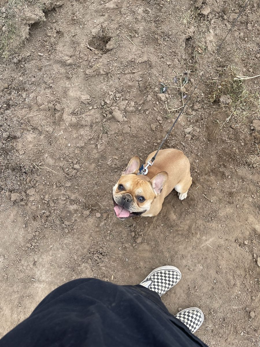 French Bulldog Male