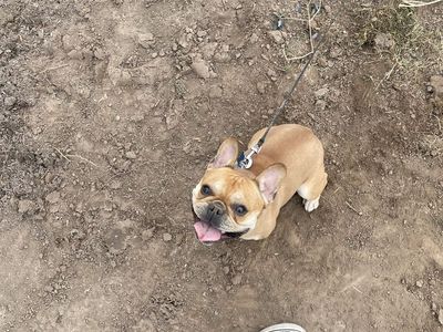 French Bulldog Male
