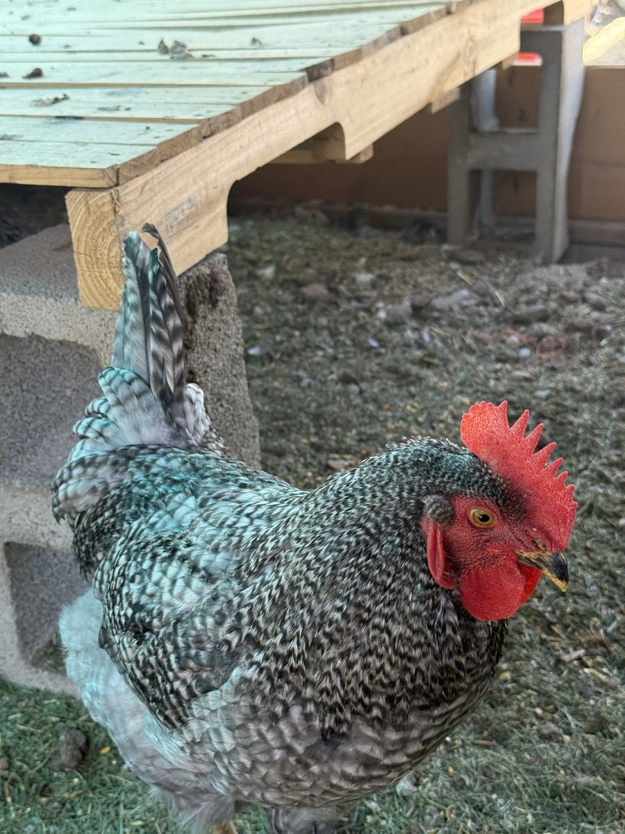 Barred Plymouth Rock Rooster