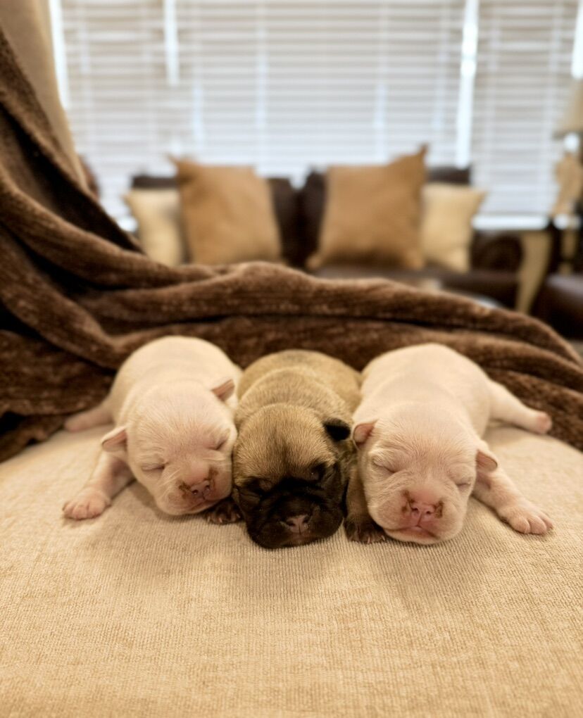 AKC French Bulldog / Frenchie Puppies