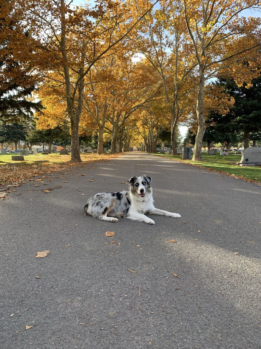 5-Year-Old Blue Merle Australian Shepherd Looking for the Right Home