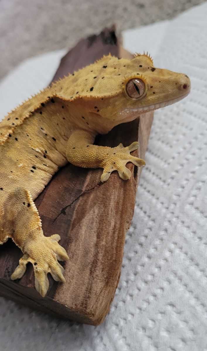 Adorable Female Flame-Dalmatian Crested Gecko