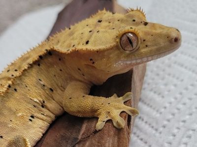 Adorable Female Flame-Dalmatian Crested Gecko