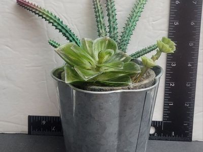 Small Artificial plants