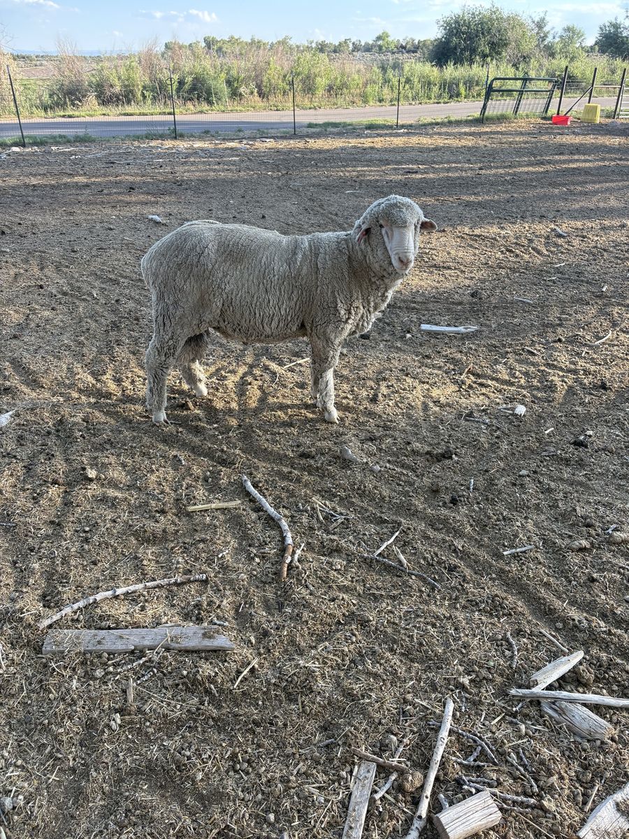 Ram for sale